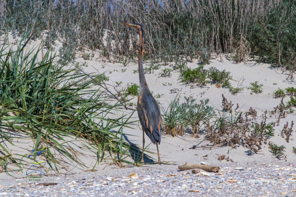 Руда чапля в очереті