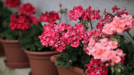 Почему герань не цветет — четыре главные ошибки ухода - 285x160