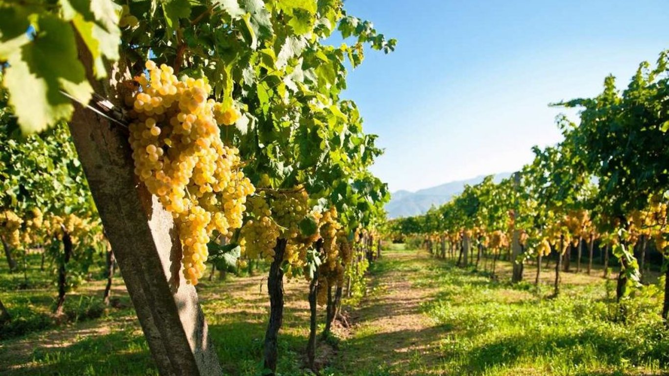Одещина лідирує за вирощуванням винограду в Україні
