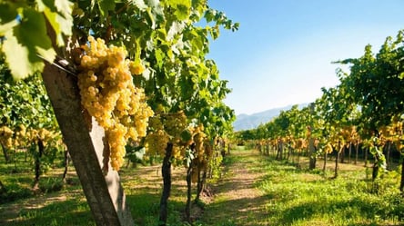 Одещина лідирує за вирощуванням винограду в Україні - 285x160