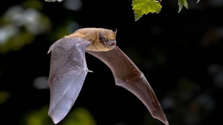 Кажан у квартирі — як врятувати тварину та не заразитися сказом - 285x160