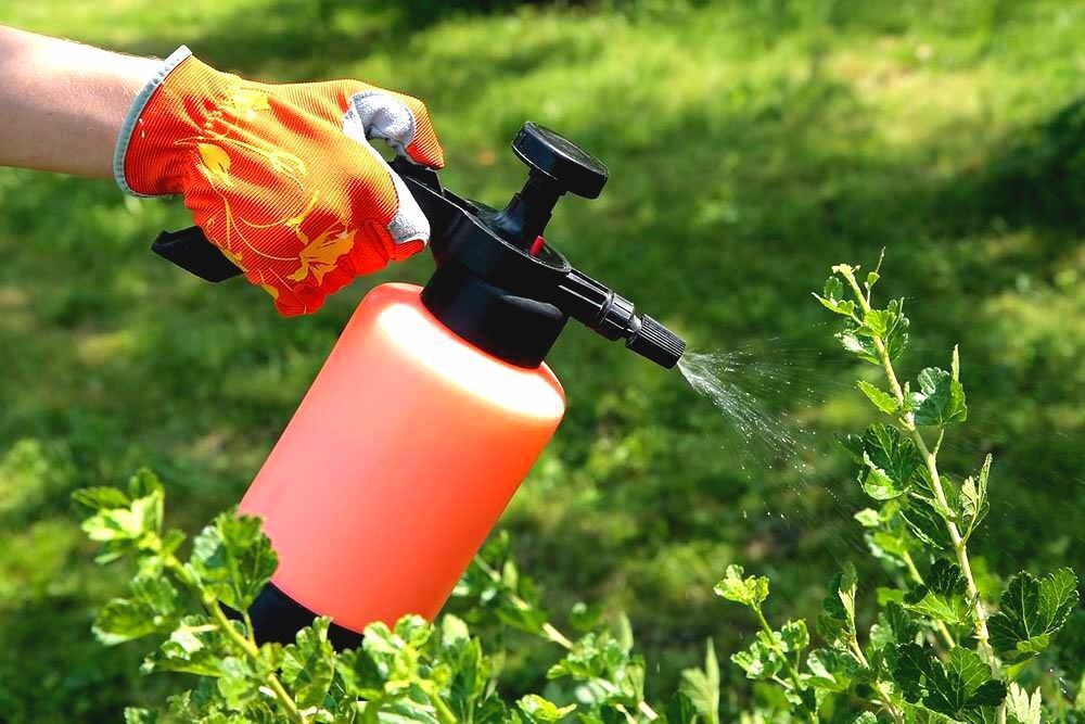 Опрыскивание смородины