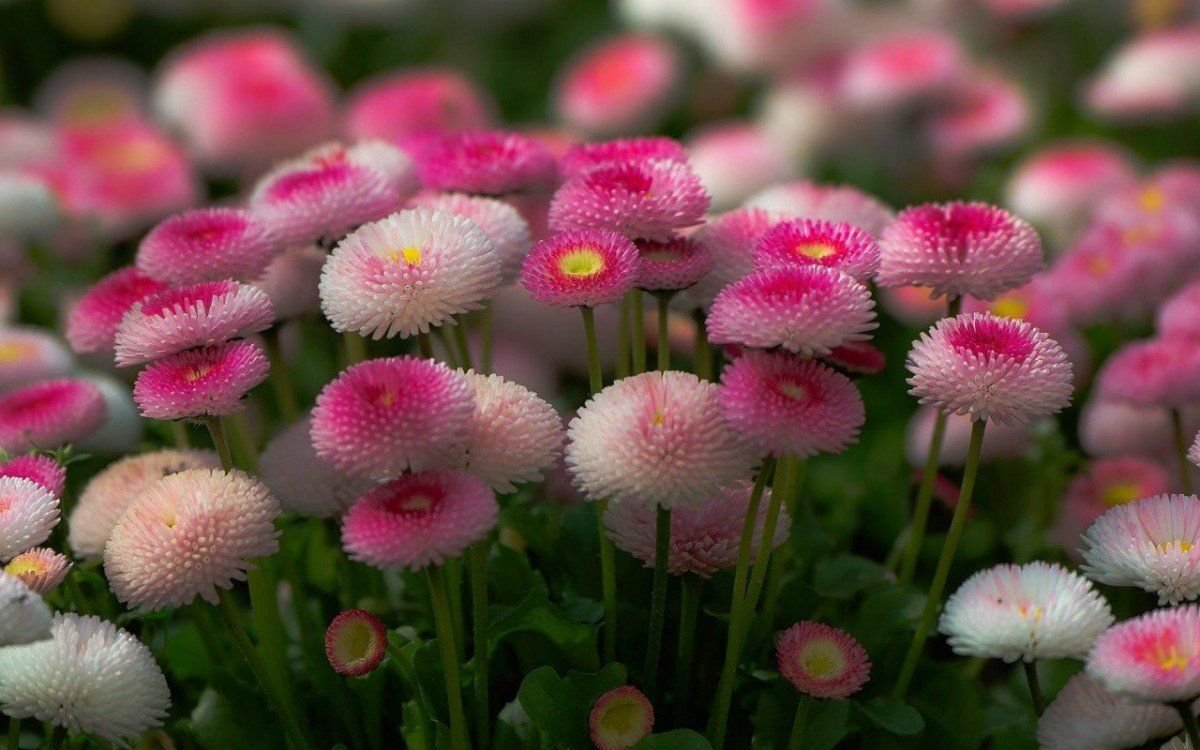 Які квіти посадити у серпні 2024 року — маргаритки