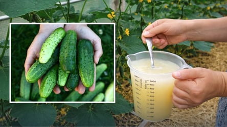 Подкормите этим средством огурцы, чтобы кусты не сбрасывали завязь - 285x160