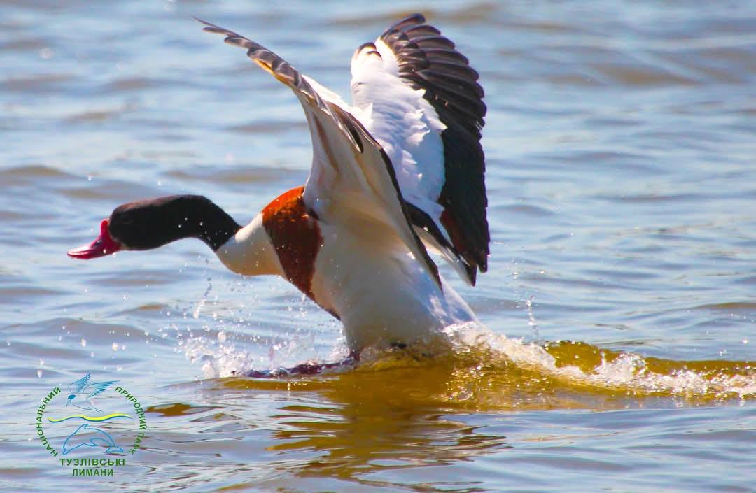 На Одещині рідкісні качки шукають пару — що їм загрожує - фото 4