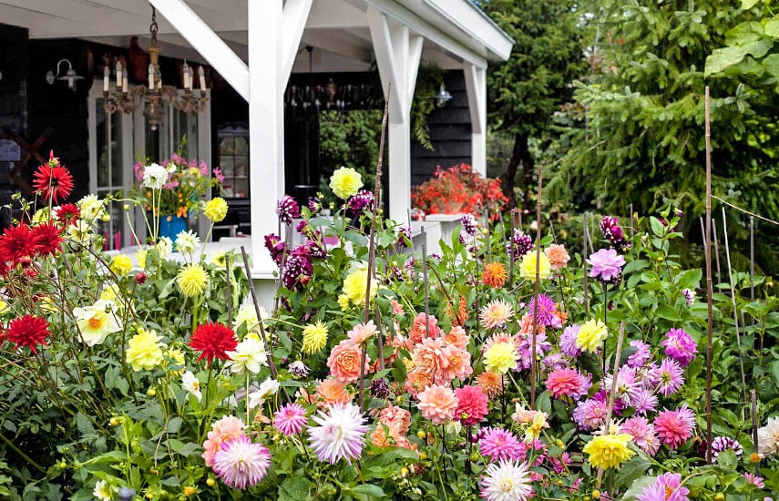 Красивые георгины в саду