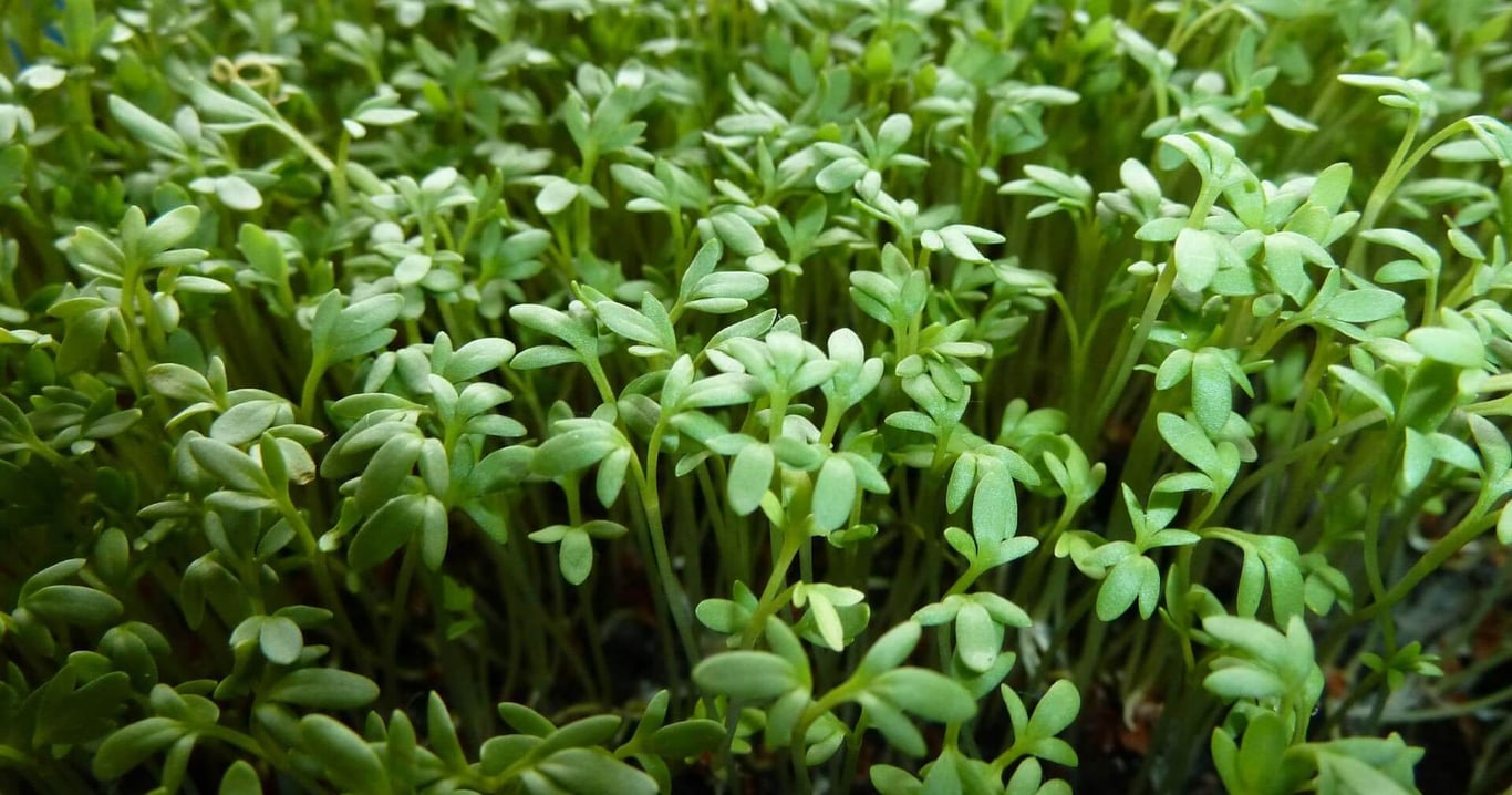 Кресс-салат