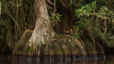 Таємниці тропічного лісу — знайдіть тварину на фото за 7 секунд - 285x160