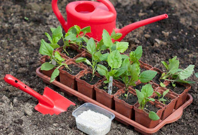 Астры на рассаду на огороде