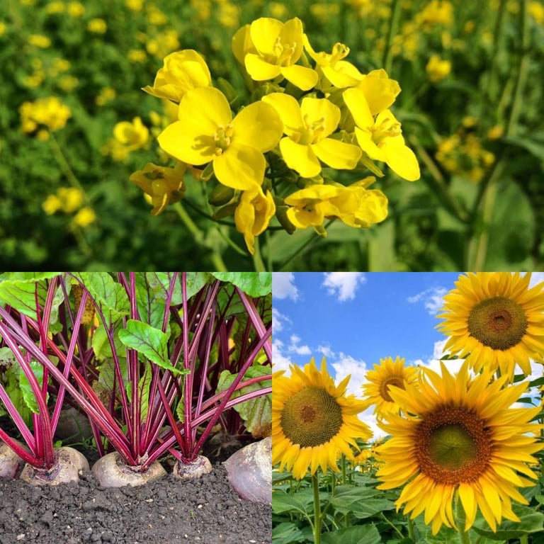 Горчица, свекла, подсолнух