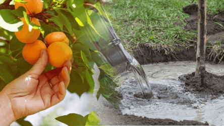 Чем подкормить абрикос осенью — дерево уродит вдвое больше - 285x160