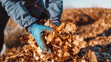 Быстрый компост из листьев — урожайное удобрение за 18 дней - 285x160