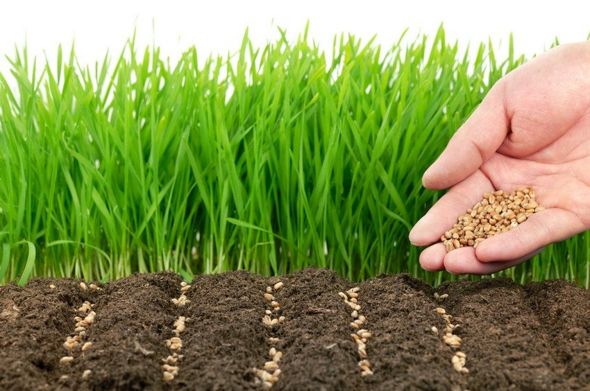 Процесс посева сидератов на огороде