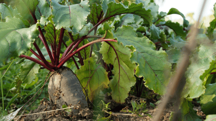 Як зберегти буряк цілий рік без гниття — перевірений спосіб - 285x160