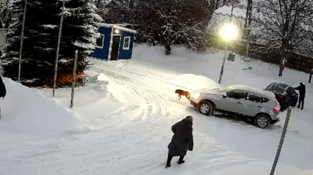 На Львовщине водитель наехал на собаку — ему грозит наказание - 290x160