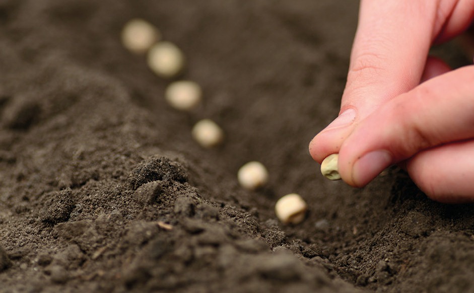 Чем подкормить горох во время посева