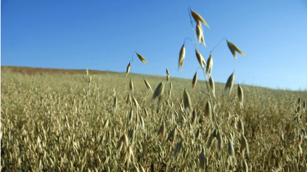 Ціни на ячмінь не зупиняються — скільки коштує тонна у листопаді - 285x160