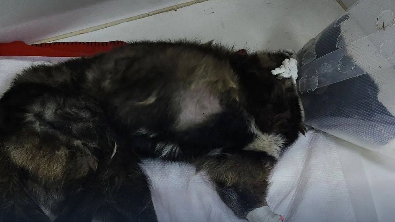 Черговий Одеський таксист збив собаку та поїхав: водія знайшли