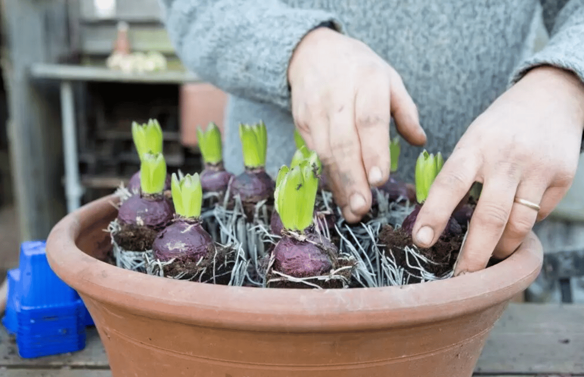 Посадка гиацинта