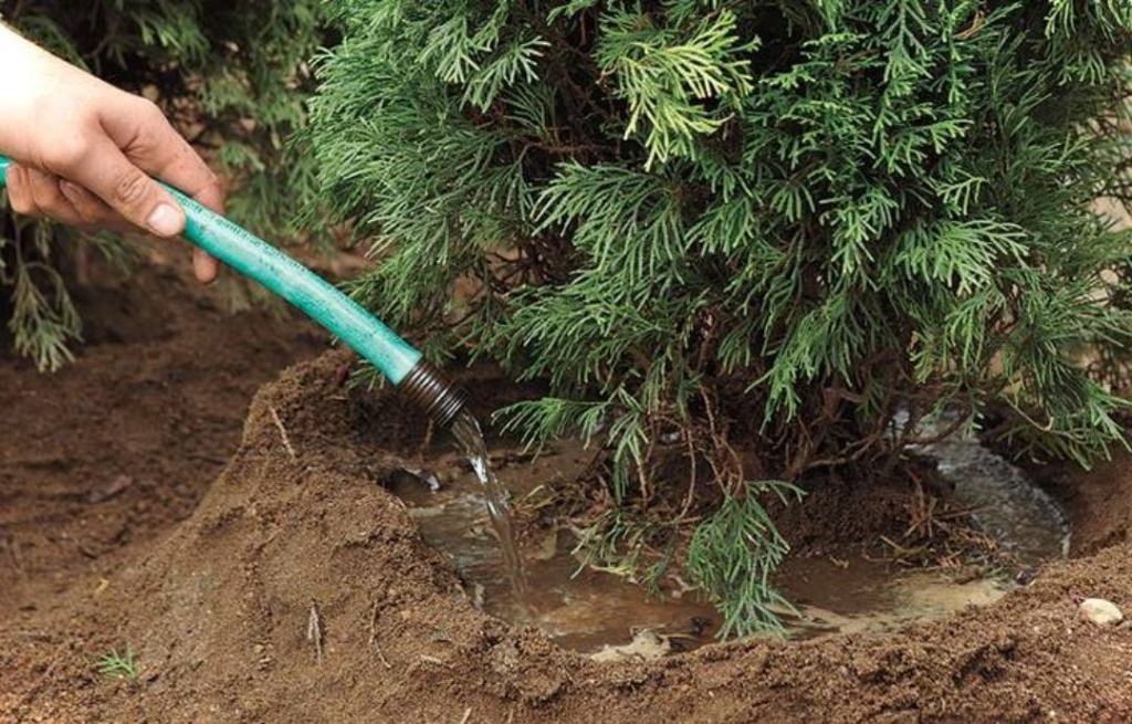 Процесс полива туи в саду