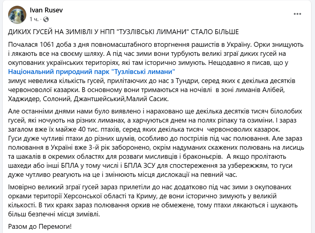 Дикие гуси спасаются от оккупантов в Одесской области - фото 1