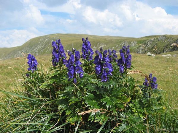 Ядовитый аконит на лужайке