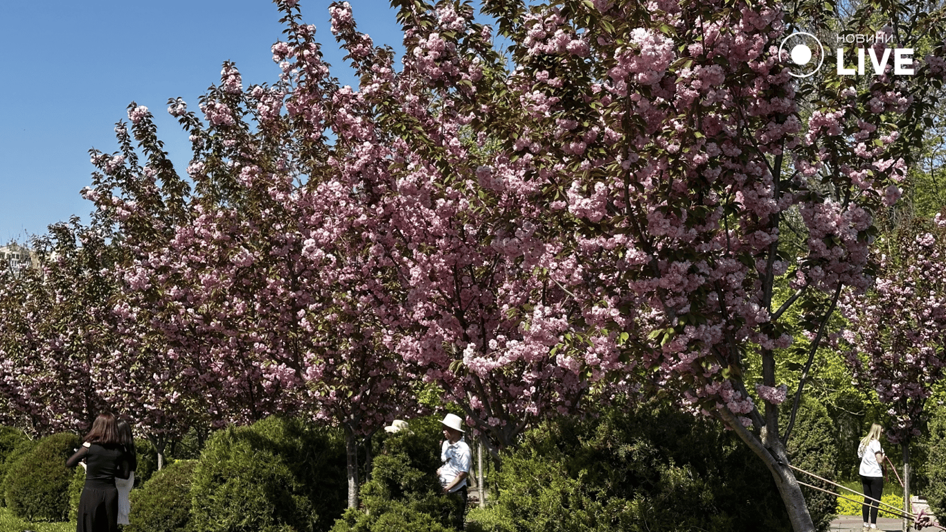 Романтична фотосесія в сакурах