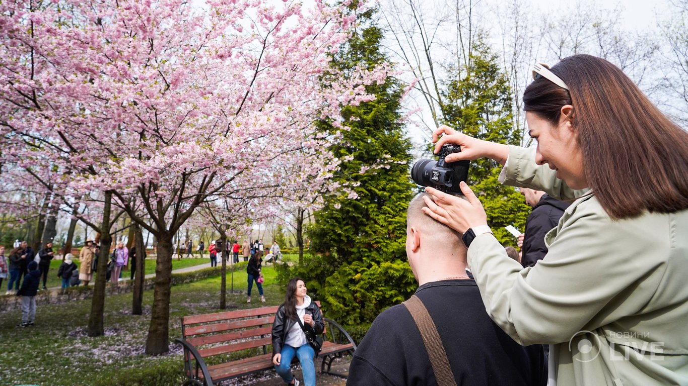 В Киеве расцвели сакуры — фото столичных японских деревьев