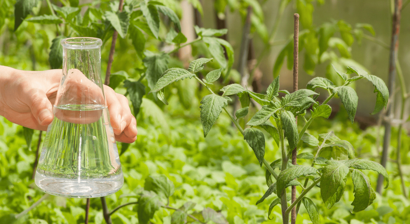 Полив помидоров