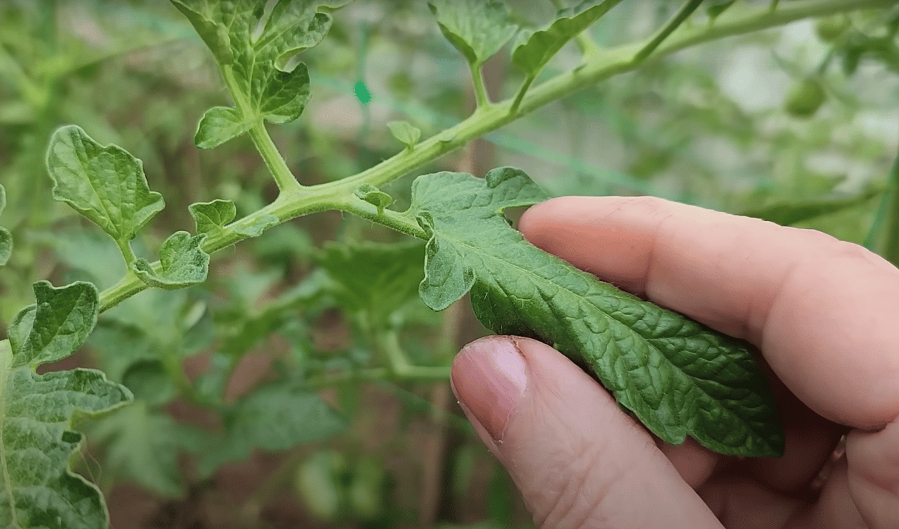 Огородница, которая показывает скрученные листья томатов