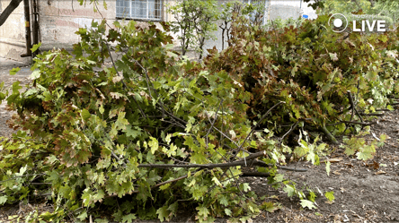 Посилена робота комунальників: в Одесі впало майже пів сотні дерев - 285x160