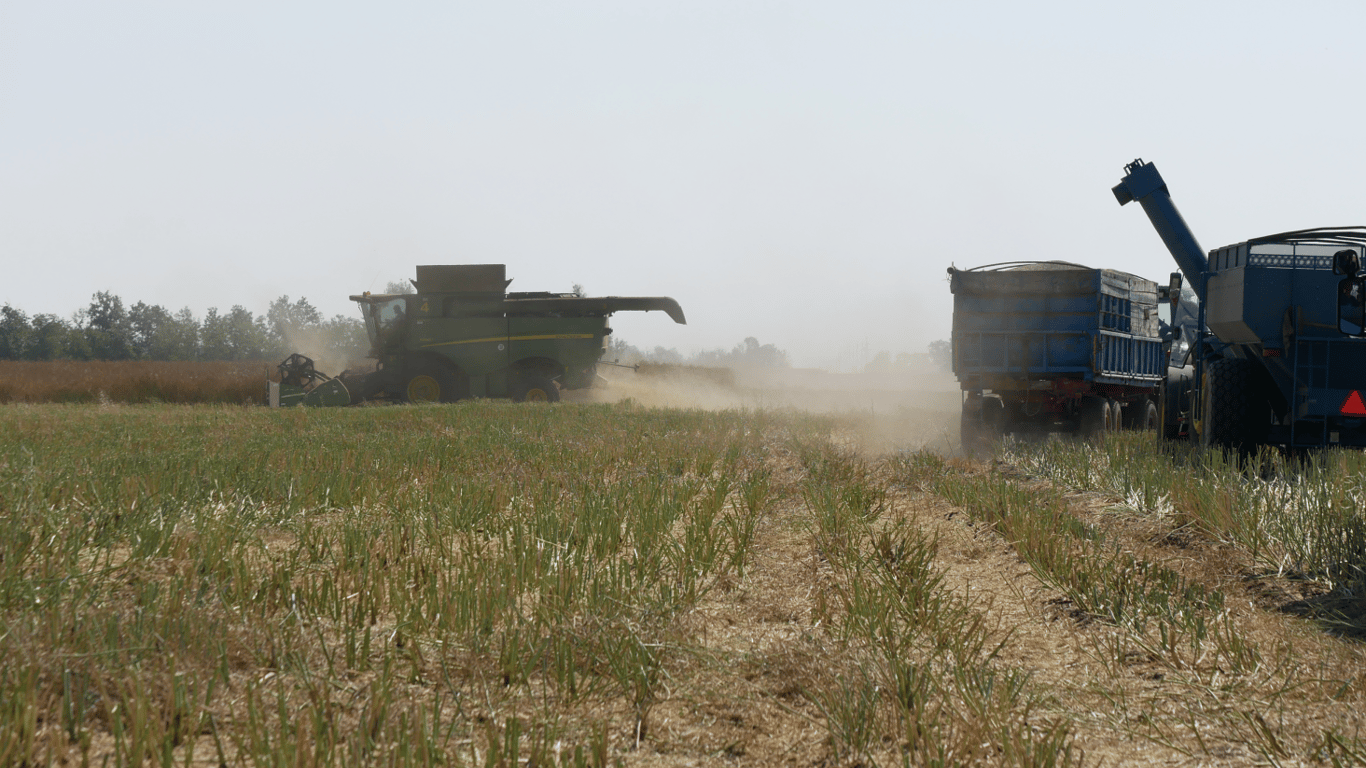 Ціни на зернові в Україні станом на 16 травня 2024 року
