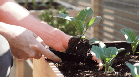 Календарь огородника — лучшие дни для посева и ухода - 290x166