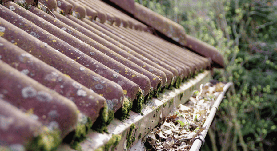 Какие четыре простых и эффективных совета помогут очистить от мха кровлю дома