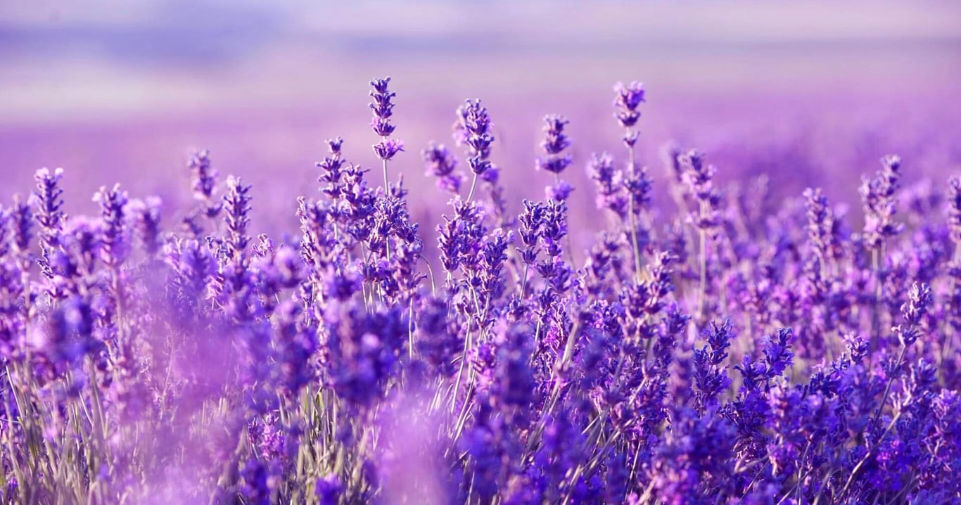 Лаванда