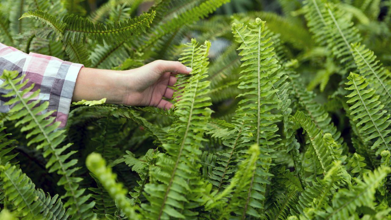 Яку рослину у жодному разі не можна садити біля будинку, щоб не нашкодити фундаменту та вберегти здоров'я