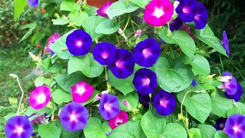 Разноцветный вьюнок в саду.