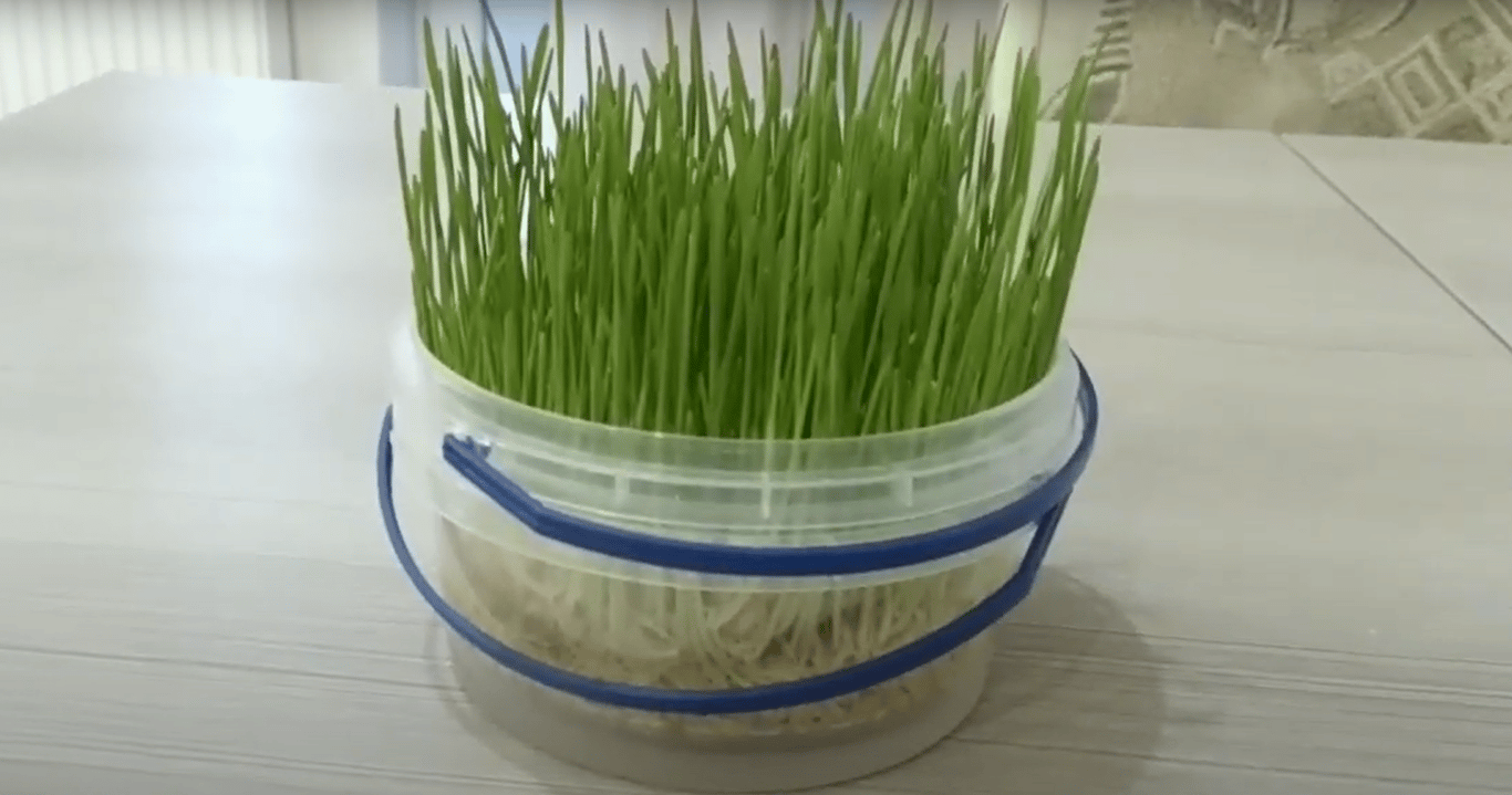 Зеленая трава в домашних условиях