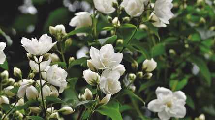 Обрізання жасмину восени — поради для пишного цвітіння - 285x160