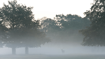 У Шотландії помітили рідкісну міфологічну істоту — що символізує - 285x160