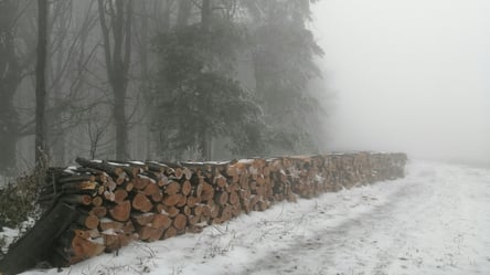 Заготовка дров на земельных паях — можно ли вырубать деревья - 290x160