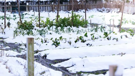 Захист саду взимку — що робити при сильних снігопадах - 285x160