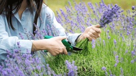 Чим підживити лаванду для пишного цвітіння — секретне добриво - 285x160