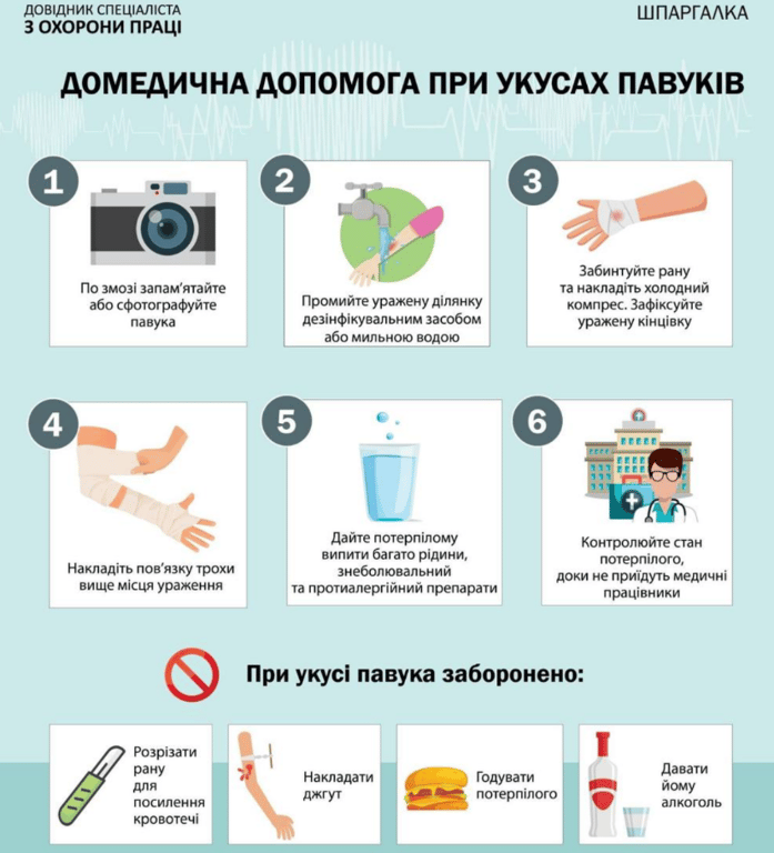 Что делать в случае укуса паука