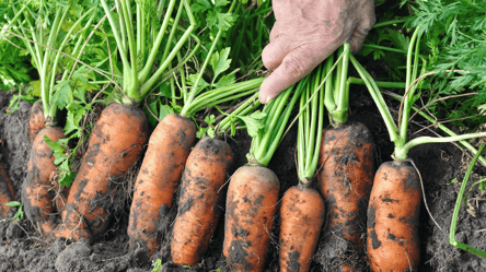 Який сорт моркви сіяти у 2026 році: виросте солодка та велика - 285x160