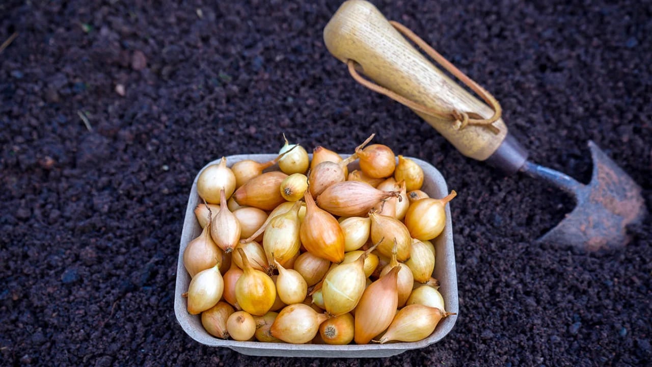 Как чай поможет увеличить урожай лука – проверенный лайфхак от огородников