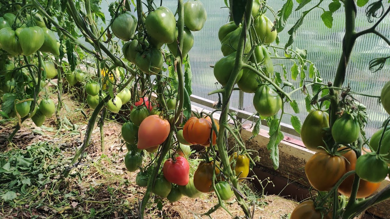 Спелые и неспелые помидоры на огороде
