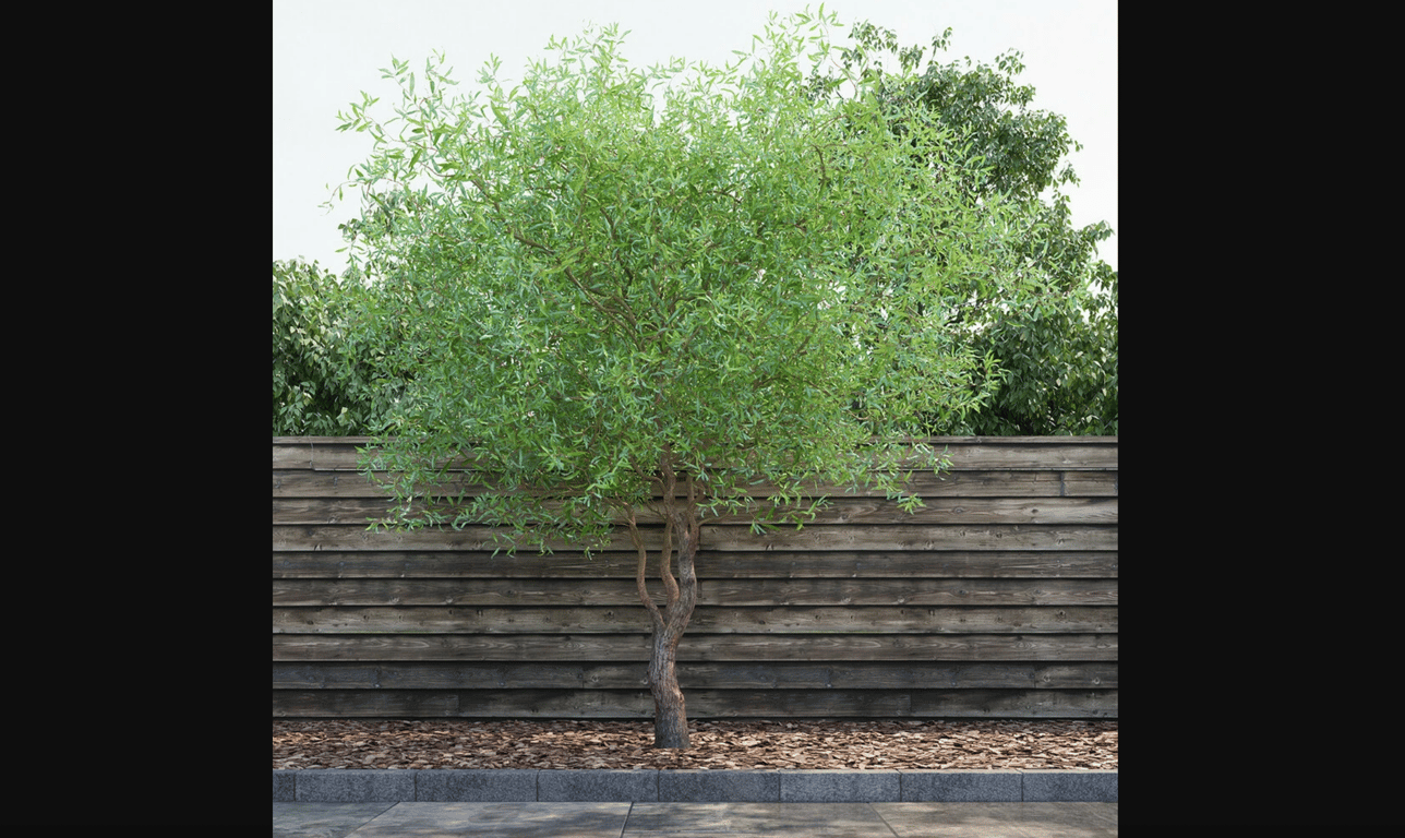 Почему нельзя сажать иву возле дома — народные приметы