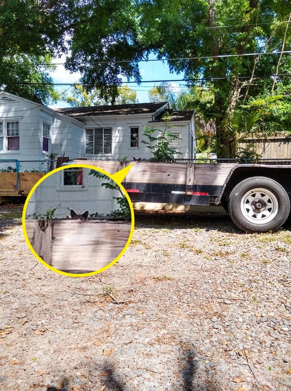 Знайдіть на фото кота за п'ять секунд здатні лише 2% людей — з ким ви - фото 2