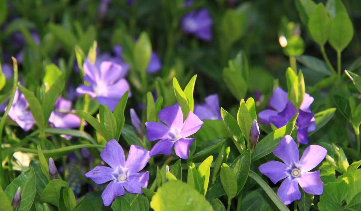 Що посадити біля дому, щоб захиститися від зла та пристріту — барвінок